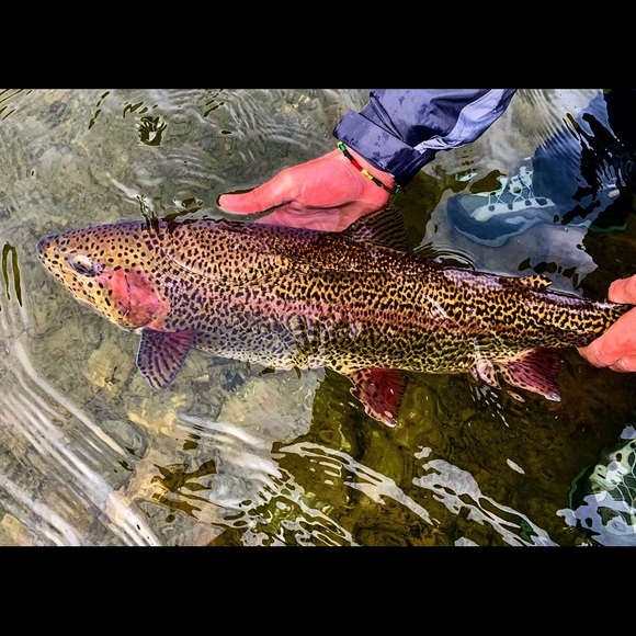 Meet your Posher, Aaron - Picture 1 of 1